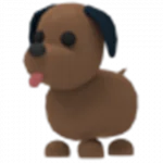 Labrador chocolate